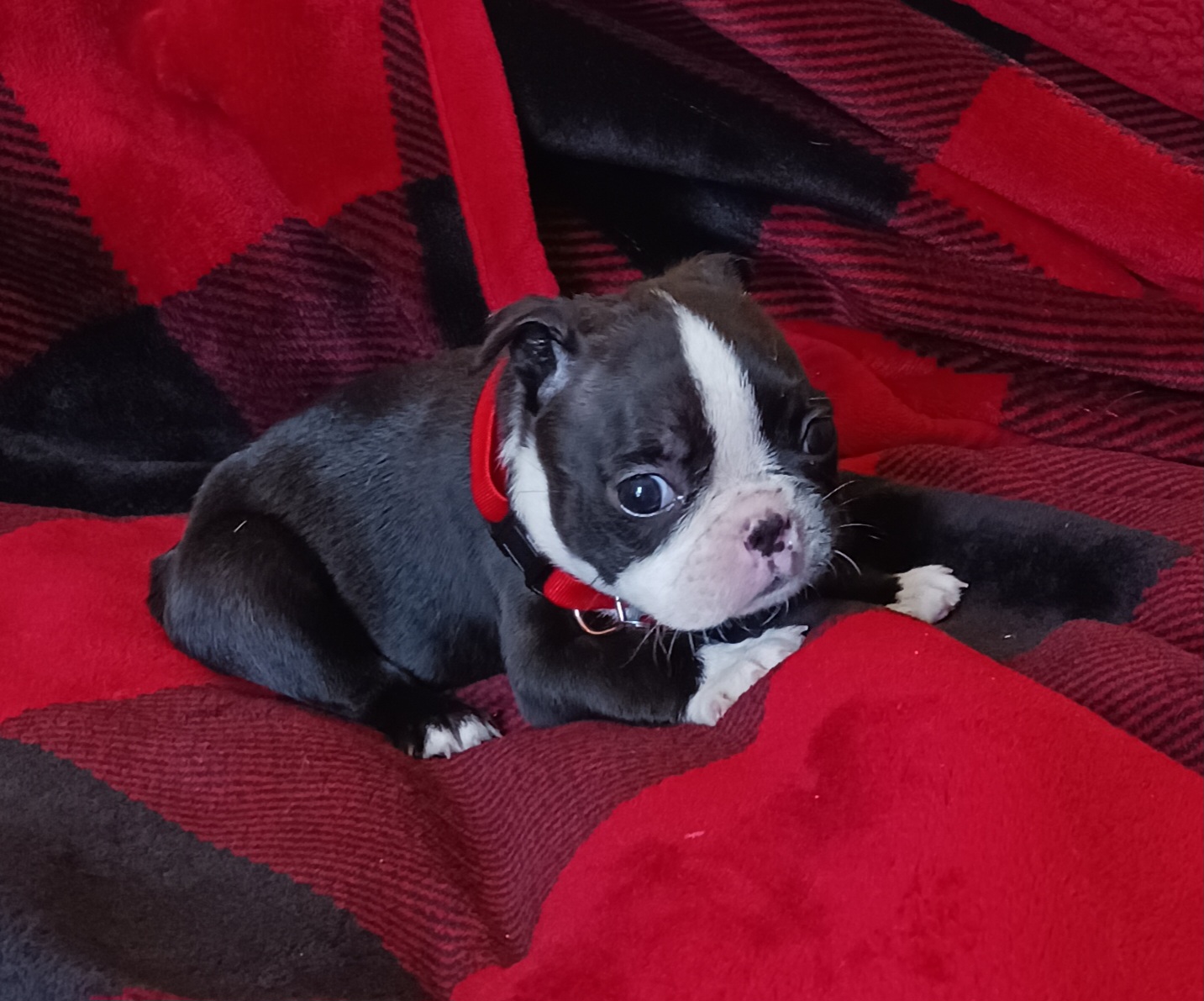 Boston Terrier Puppies from Delamorés Pups