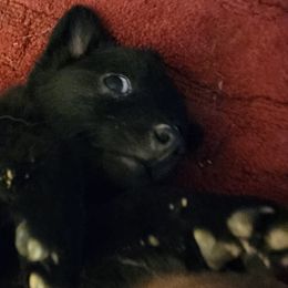 Tara (short for the terrorist) - Black Schipperke puppy in Seymour, Missouri from Delilah's Schipperkes