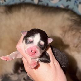 Canary - Black and white female Pomsky puppy in Centerville, Iowa from LJ Kennels Pomskies, LLC