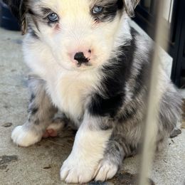 Thor - Blue merle Australian Shepherd puppy in Banning, California from Flying R Aussie Ranch