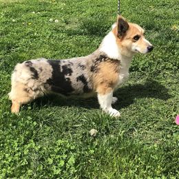 American Corgi and Pembroke Welsh Corgi All Grown Up from Circle D Corgis