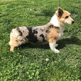 American Corgi and Pembroke Welsh Corgi All Grown Up from Circle D Corgis