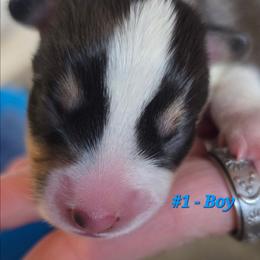 Puppy 1 - Black and tan male Pembroke Welsh Corgi puppy in Buffalo, Wyoming from Diamond K Corgis