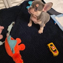 Nala - Tricolors female French Bulldog puppy in Asheville, North Carolina from MTO KENNELS