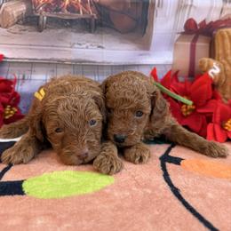 Poodle puppies from Katy's Toy Poodles