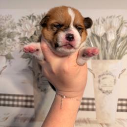 Sage - Red male Pembroke Welsh Corgi puppy in New Port Richey, Florida from Spots and Sploots