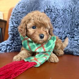 Hunter - Red  male Goldendoodle puppy in Millville, California from Hope Lane Kennels