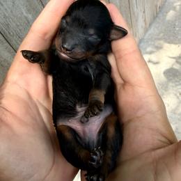 Justice - Phantom male Poodle puppy in Goliad, Texas from Sassy Lil Aussies and Diamond W Poodles