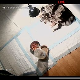 Miniature Australian Shepherd and Toy Australian Shepherd Puppies from Cherry Grove Kennel