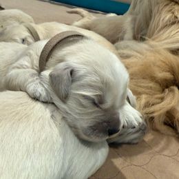 Quinn - Light golden female Golden Retriever puppy in Oregon from Bliss Retrievers