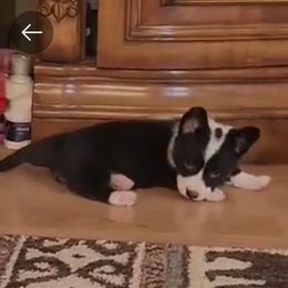 Belle - Cardigan Welsh Corgi puppy in Myton, Utah from Cardigan Corgi Cuties 💓