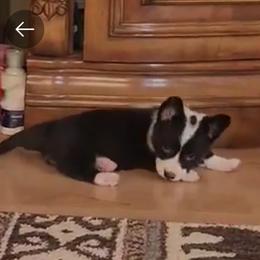 Belle - Cardigan Welsh Corgi puppy in Myton, Utah from Cardigan Corgi Cuties 💓