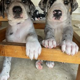 Great Dane Puppies from Coppola's Danes