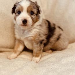 Bubbles - Blue merle female Australian Shepherd puppy in Fort Recovery, Ohio from Mud Path Australian Shepherds