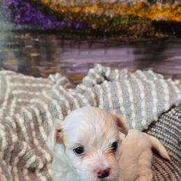 Maltese All Grown Up from Vegas Maltese