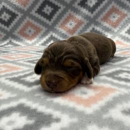 PUPPY 1 - Chocolate and tan female Dachshund puppy in Hoover, Alabama from Tide Town Doxies