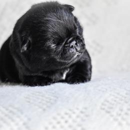 Bette - Black female Pug puppy in Caldwell, Ohio from Folklore Kennel