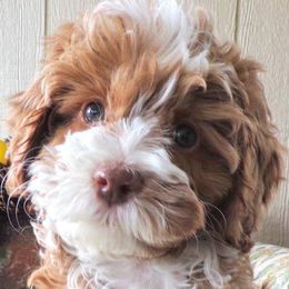 Sam - Australian Labradoodle