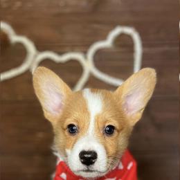 Braford - Red male Pembroke Welsh Corgi puppy in Benton, Arkansas from High Cotton Corgis