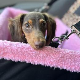 Dachshund Puppies from Long Dog Ranch