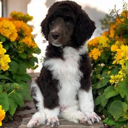 Cayman - Parti male Poodle puppy in Prosperity, Pennsylvania from Stelladoodles & Company