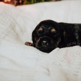 Orange collar - Black and tan male Cockapoo puppy in Missoula, Montana from Big Sky Cockapoos