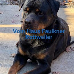 Rottweilers from Vom Haus Faulkner Rottweiler