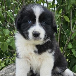 Australian Shepherds from County Line Aussies