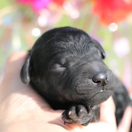 Rico - Black male Poodle puppy in Ephrata, Washington from NCR Ranch