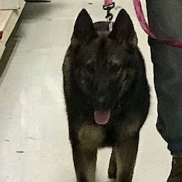 WILLA - German Shepherd