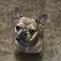 Olivia - French Bulldog