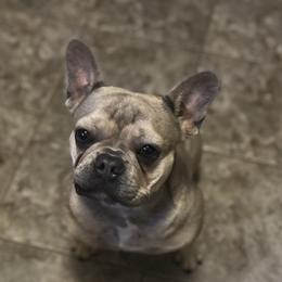 Olivia - French Bulldog