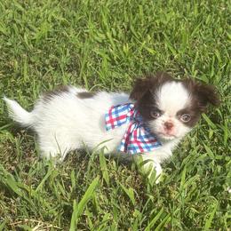 Kai - Chocolate and white female Chihuahua puppy in Gloucester, Virginia from Charlotte's Web of Chihuahuas