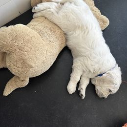 Golden Retriever Puppies from Bramble Berry Goldens