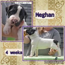 Princess Meghan - Black and white female Great Dane puppy in Brookings, South Dakota from Debonair Danes