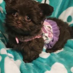 Mi-Ki Puppies from Jubilee Mi-Ki's