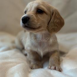 Boy 1 - Cream male Dachshund puppy in Chehalis, Washington from McJazzin Doxies