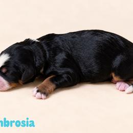 Ambrosia - Tri-color female Bernedoodle puppy in Henry, Illinois from Rowe Farms Doodles