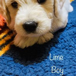 Cavapoo, Goldendoodle, and Poodle Puppies from Alpine Poodle and Doodle