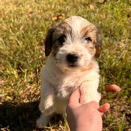 Tsa Tsa - White and tan female Russell Terrier puppy in Burns, Tennessee from Terrier Town of Tennessee