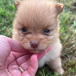 Butter Ball - Chocolate merle male Pomeranian puppy in Somerset, Kentucky from Perez Pomeranians