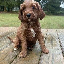 Wish - Red  male Goldendoodle puppy in Carnesville, Georgia from Mustard Seed Ranch Goldendoodles