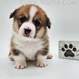 Chocolate Chip - Red male Pembroke Welsh Corgi puppy in Kiowa, Colorado from Cool Water Corgis LLC