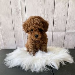 Pumbaa (AKC) - Red  male Poodle puppy in Riverside, California from Red Toy Poodle World