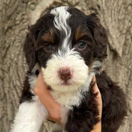 Amethyst - Brown and white female Bernedoodle puppy in Horseshoe Bend, Idaho from Over the Moon Poodles and Doodles