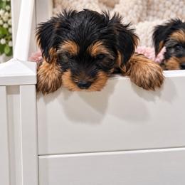 Rocky - Black and tan male Yorkshire Terrier puppy in Navarre, Florida from KAYY services