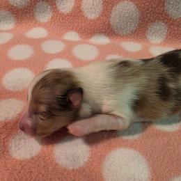 Indy - Sable merle and white female Shetland Sheepdog puppy in Wapello, Iowa from Willow Rayne shelties and more