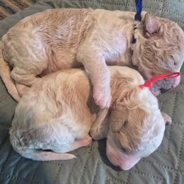 2nd pick male - Parti male Goldendoodle puppy in San Antonio, Texas from Sagebrush Labradors and Doodles