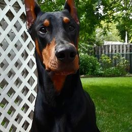 Doberman Pinscher All Grown Up from LaBella Dobermans