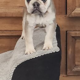 French Bulldog Puppies from Riggs Fabulous Frenchies of Alabama Blue Collar Rottweilers Von Haus Duxi
